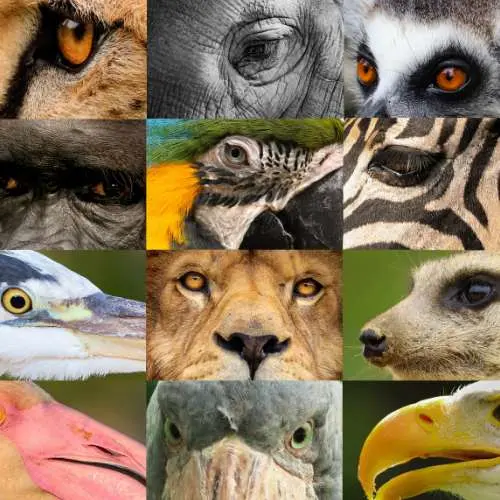 Les expressions animalières françaises - Découvrez un zoo d'expressions uniques